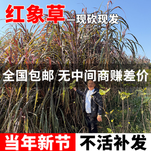 红象草种节皇竹草红色无毛甜象草种子多年生四季耐寒牛羊牧草