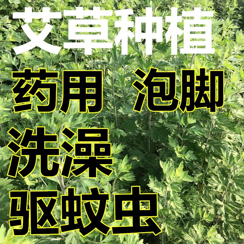 艾草种子大叶艾草种籽驱蚊植物香艾叶蕲艾四季种植药用食用