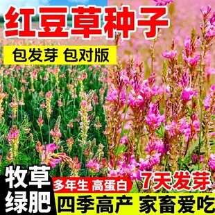 红豆草种子 驴食豆青饲牧草 林田果园绿肥固氮 景观花卉 蜜源植物