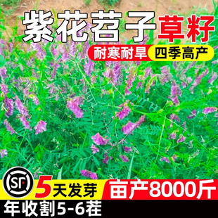 光叶紫花苕种子毛苕子牧草果园绿肥种籽高产箭舌野豌豆多年生草籽