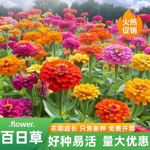 混色百日草步步登高花种子四季播种庭院室外易活花籽开花不断耐旱