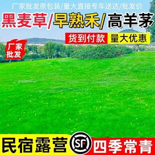 进口早熟禾四季常青庭院地毯草种护坡绿化狗牙根黑麦草草皮草籽