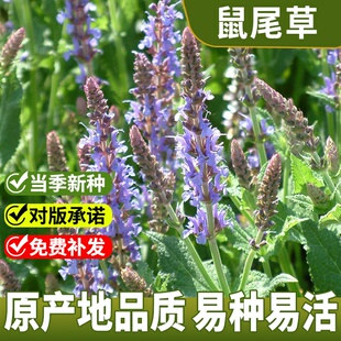 蓝花鼠尾草种子庭院耐阴植物花种籽子四季播种开花一串蓝花卉花籽