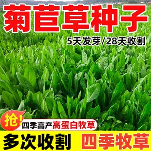 菊苣草种子大叶喂鸡鸭鹅猪菜种羊牛兔鱼草草籽多年生四季牧草种子