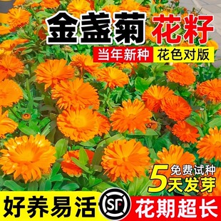 金盏菊种子矮生长生菊花海易种盆栽耐阴金盏花四季播种开花种籽孑