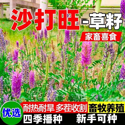 沙打旺草籽护坡防沙四季高产多年生牧草子畜牧养殖生态复绿草种籽