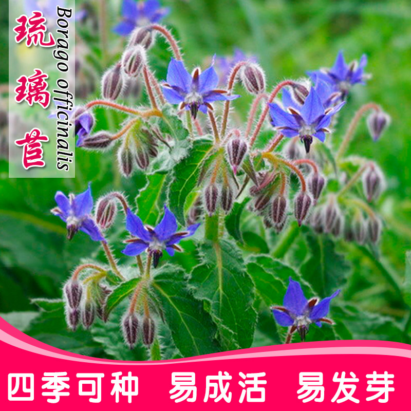 琉璃苣种籽四季易种芳香植物家庭园艺阳台庭院盆栽花籽春播花种子