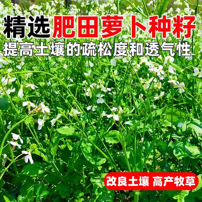 肥田萝卜种子四季包邮论斤销售抑制杂草乱生耐贫瘠除草青饲料绿作