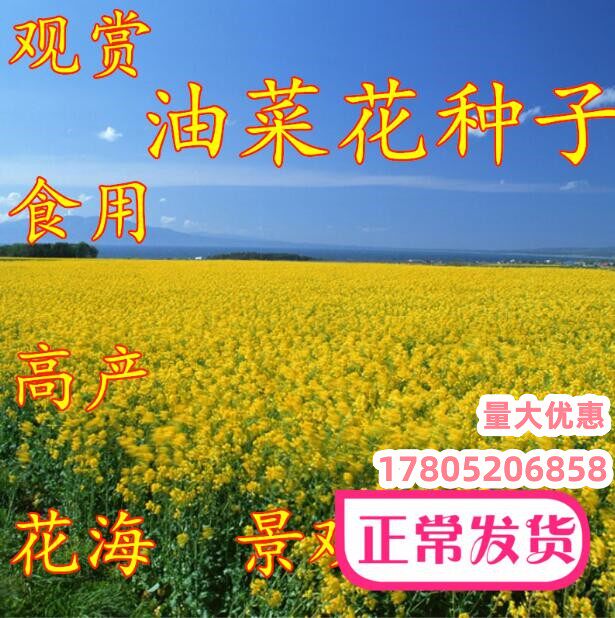 油菜花种子高产耐寒耐旱抗倒观赏食用高产早熟高出油多油菜花种籽