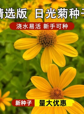 日光菊花种子小黄花籽多年生宿根黄色菊花种子籽当年开花耐寒耐旱