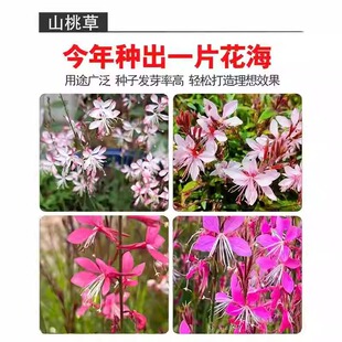 山桃草种子阳台盆栽四季播种开花易活种籽新手可种