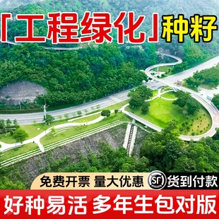 护坡固土植物灌木草籽紫穗槐种子刺槐树绿化斜山边坡高速公路草籽