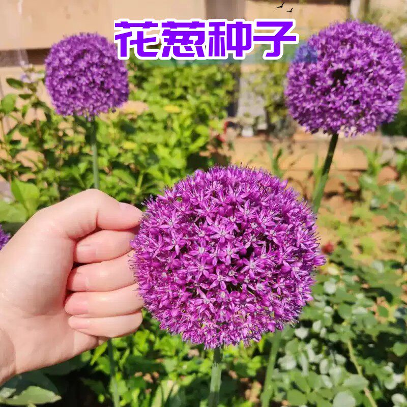 花葱种子多年生宿根虾夷葱花籽四季易活庭院景观绿植盆栽花卉种孑