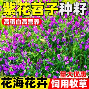 光叶紫花苕子种籽长柔毛野豌豆种子果园绿肥养蜂蜜源草种子毛苕子
