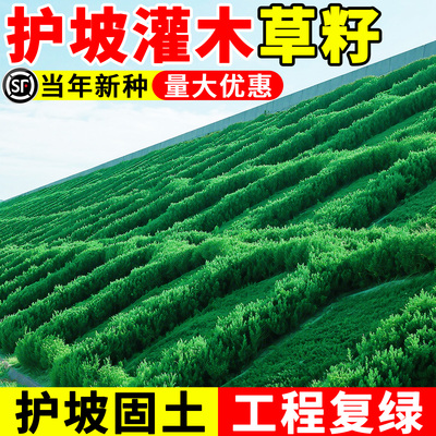 护坡固土灌木草籽紫穗槐种子斜山