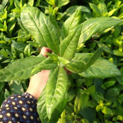 明月草苗 金鸡毛草泰国仙草 白背菜三七 香草苗 蔬菜种植阳台盆