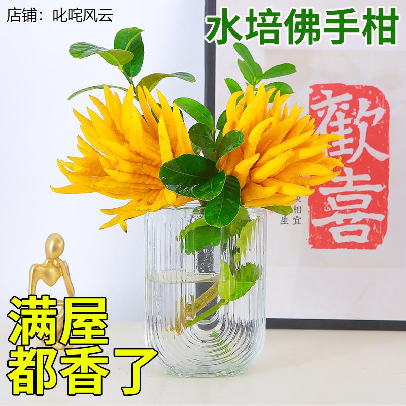 佛u手柑盆栽迷你佛手柑水培带根器皿植物带果室内水养新鲜佛手瓜