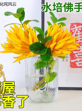 佛u手柑盆栽迷你佛手柑水培带根器皿植物带果室内水养新鲜佛手瓜