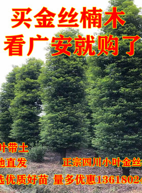 金丝楠木基地直发【100%正宗】