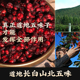 东北长白山野生种子北五味子泡茶中药材泡酒1000克 包邮 干货1000g