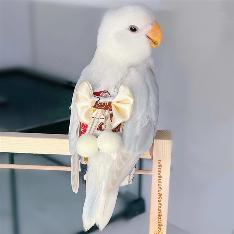 鹦鹉尿不湿屎兜玄凤纸尿裤