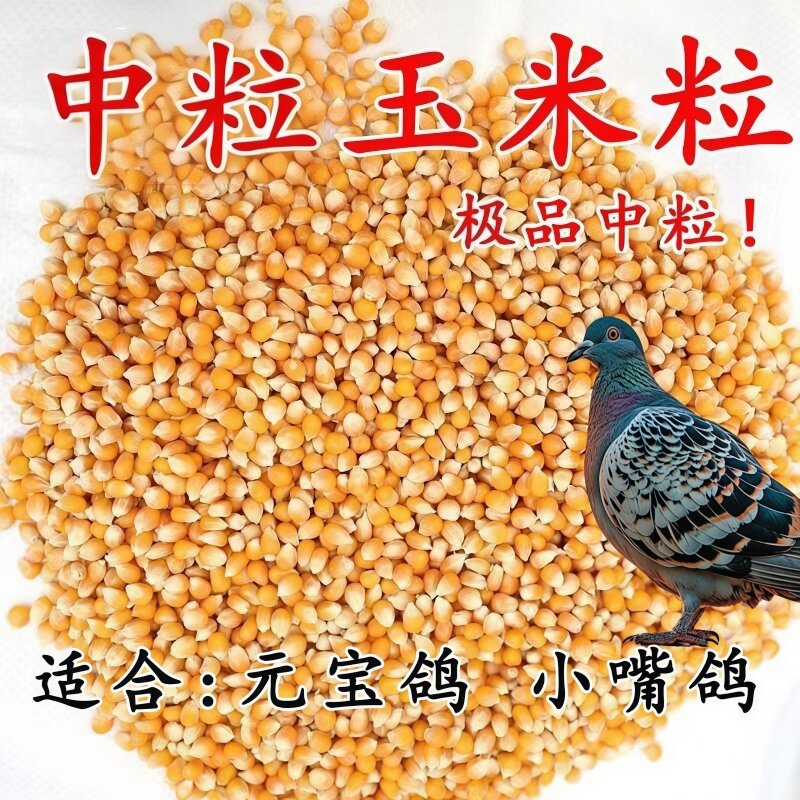 玉米粒鸽粮小小嘴鸽元宝鸽