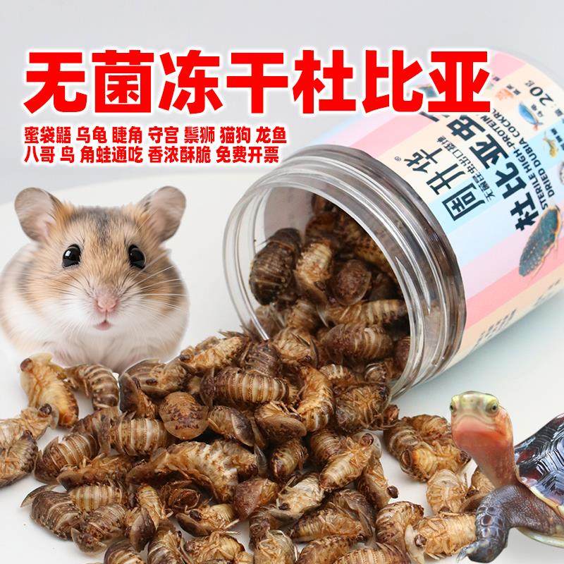 高蛋白冻干杜比亚蟑螂小仓