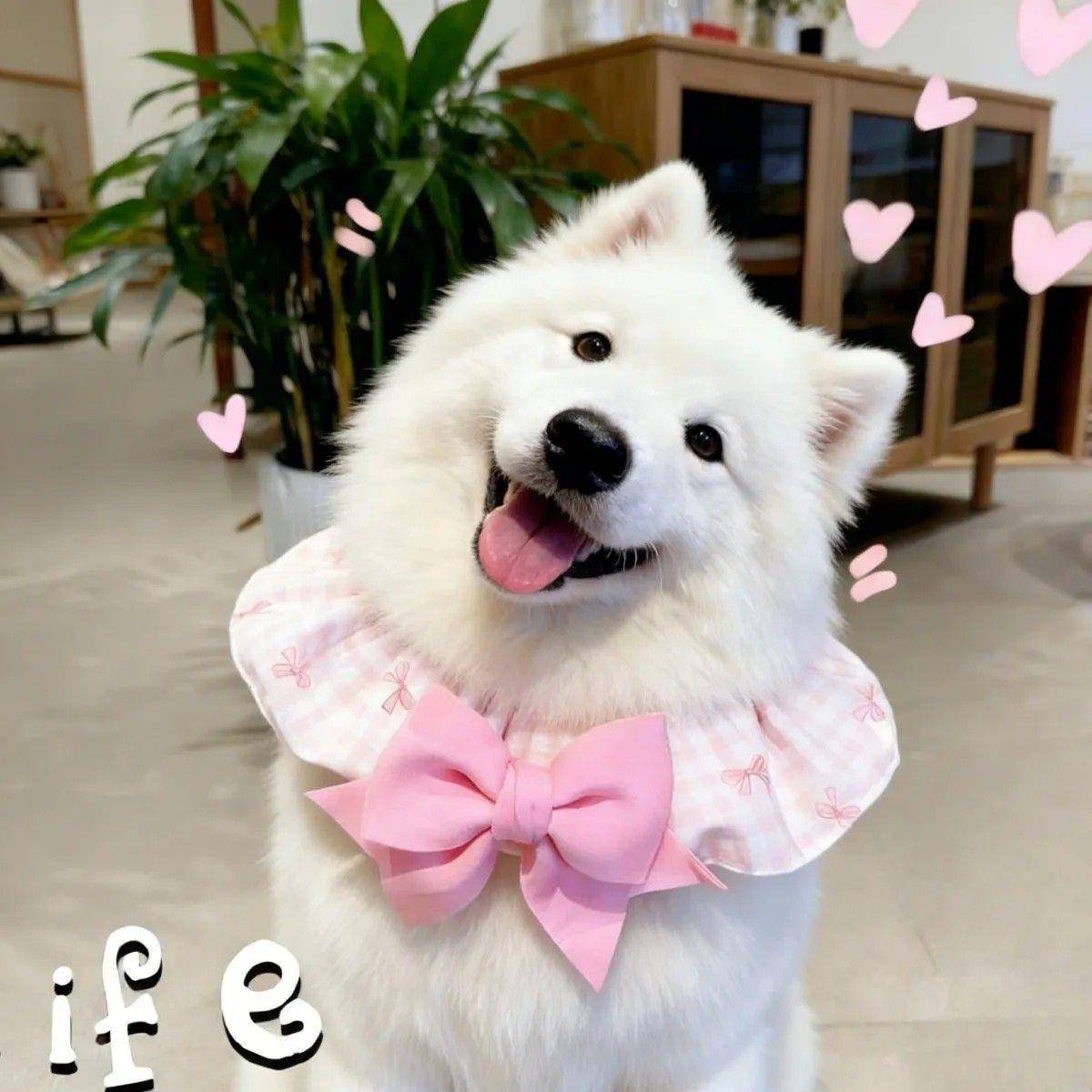 狗狗口水巾大型犬宠物中金毛围脖围嘴格子蝴蝶结可爱甜美装饰围巾