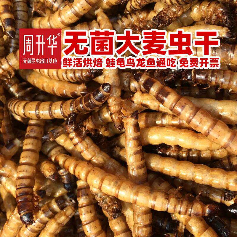 无菌大麦虫干面包虫干黄粉