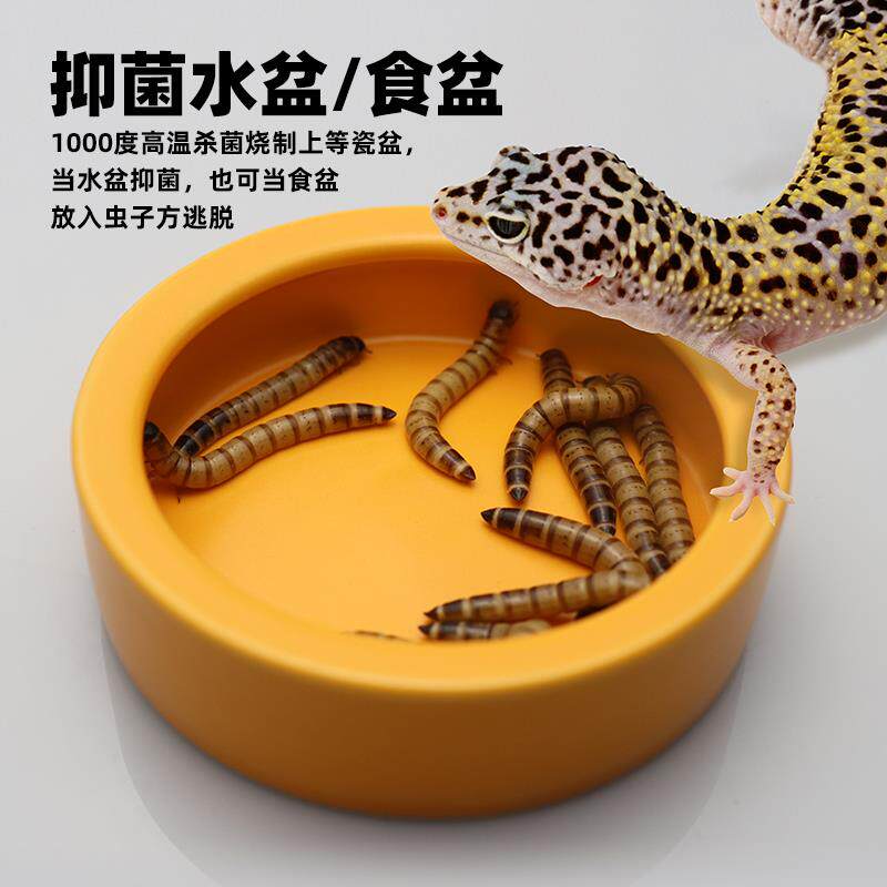 爬宠大小水盆食盆陶瓷懒人