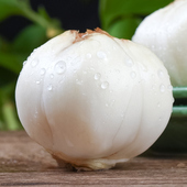 甘肃兰州百合新鲜食用甜百合农家特产水果百合500g特级 包邮