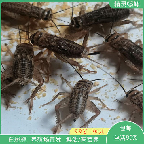 白蟋蟀活物蛐蛐针头油葫芦蝈蝈爬宠专用活体饲料守宫蜥蜴鱼鸟养殖