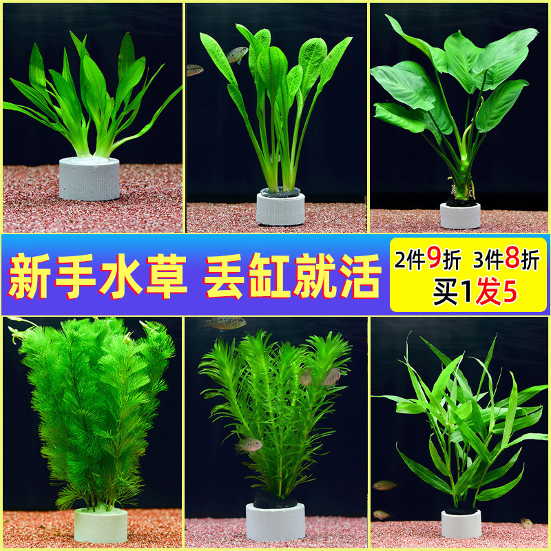 鱼缸水草活体真植物水族箱中后景水草