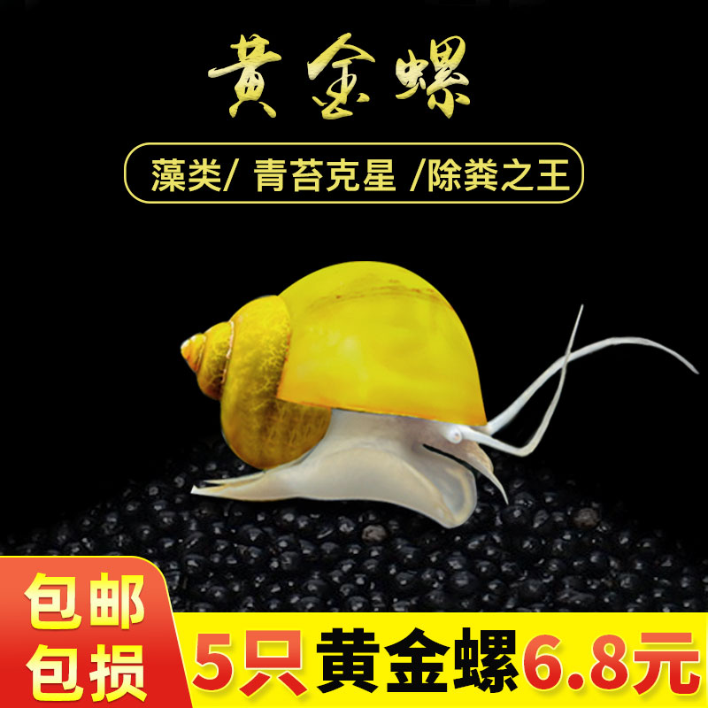 黄金螺淡水观赏螺活体清洁螺除藻清苔工具螺苹果螺不加温吃鱼龟便