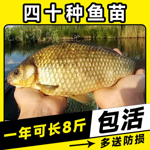 大品种黄金鲫鱼苗中科五号工程鲫湘云鲫高背淡水养殖活体大草鱼苗