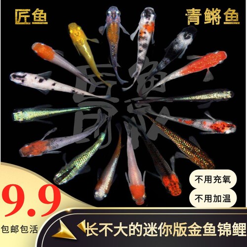 金鱼锦鲤活体观背青鳉