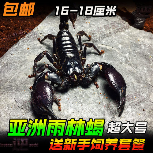 亚洲雨林蝎超大宠物黑蝎子活体18cm温顺无毒可上手爬虫送套餐包活