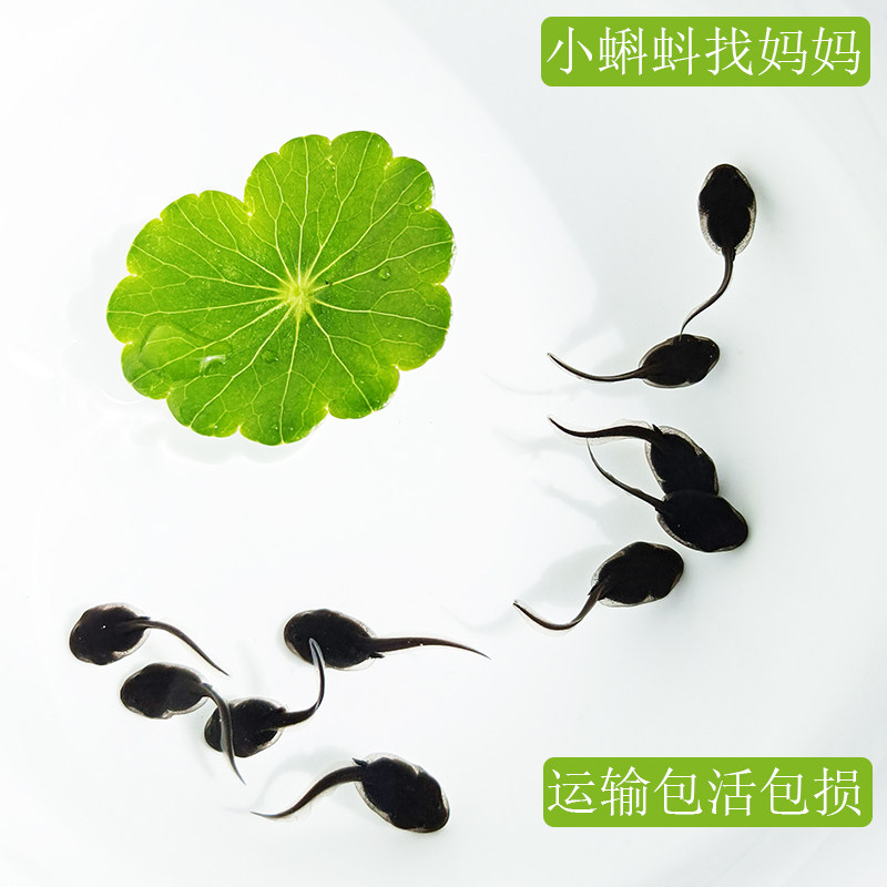 蝌蚪活体蝌蚪苗饲料宠物小蝌蚪找其它水族宠物