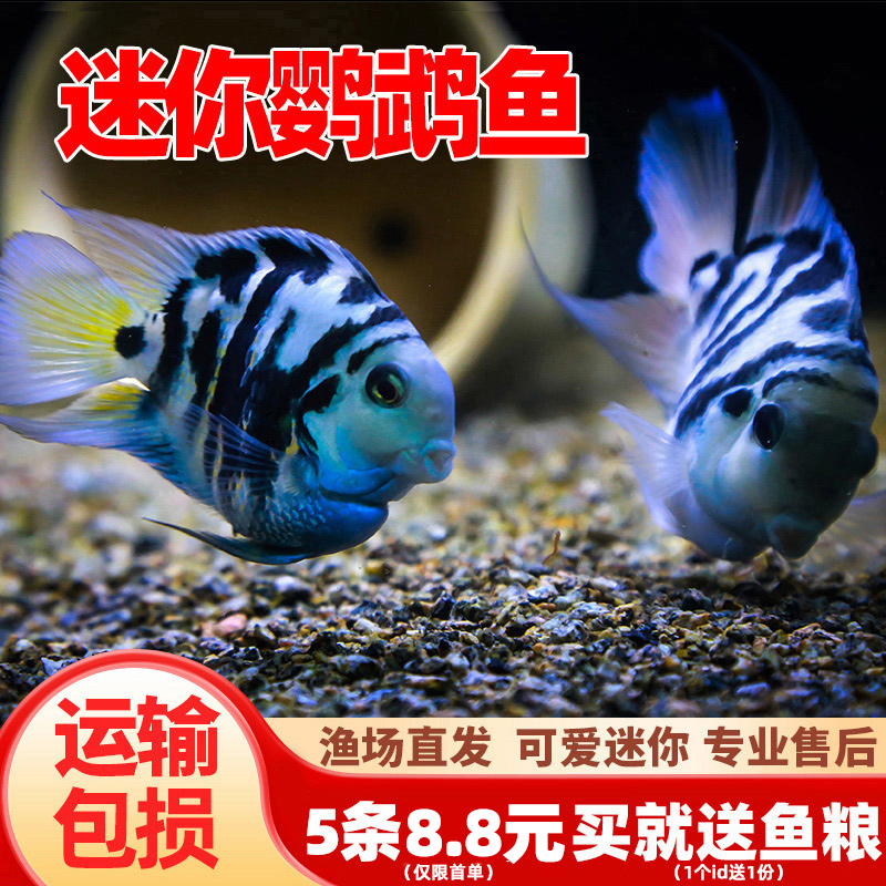 迷你鹦鹉鱼活体鱼小型淡水热带观赏鱼苗三湖慈鲷宝蓝白金繁殖种鱼