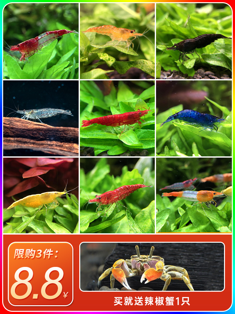 黑壳虾除藻虾鲜活观赏虾淡水宠物虾樱花虾极火虾水晶虾鱼缸清洁虾