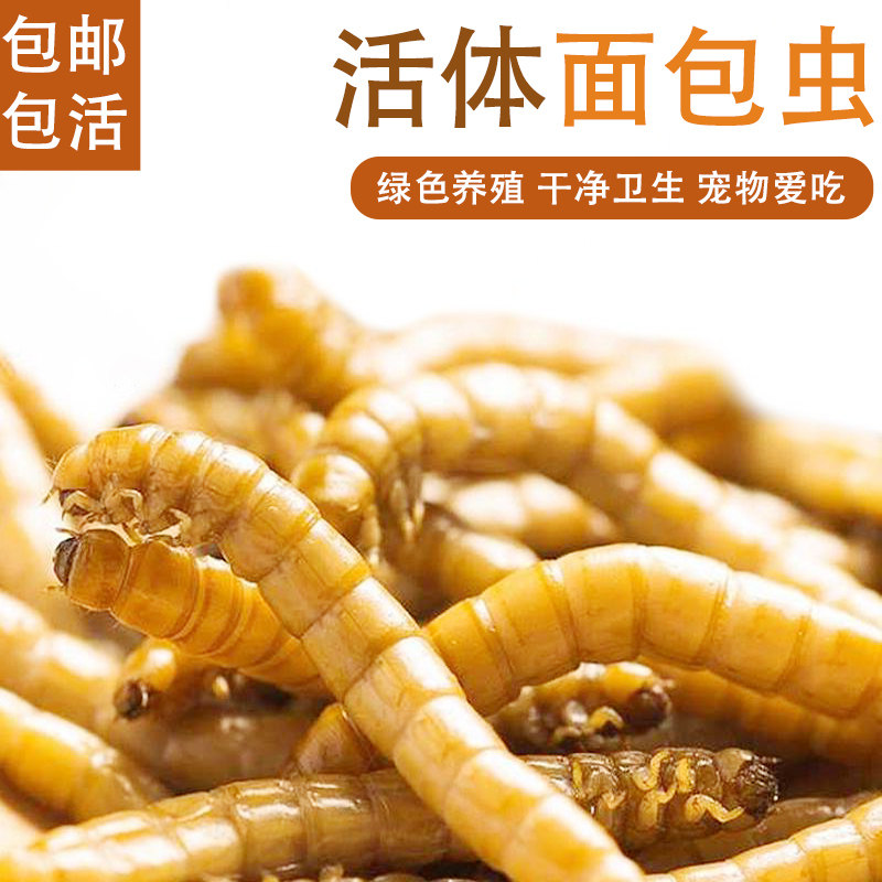 面包虫活体大麦虫活虫黄粉虫