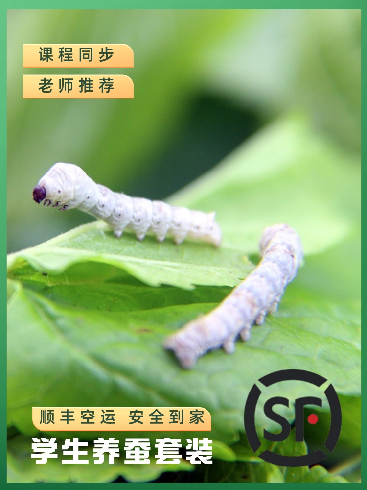 蚕宝宝活体蚕卵学生科学套装春天彩色茧幼虫活物新鲜桑叶工具顺丰