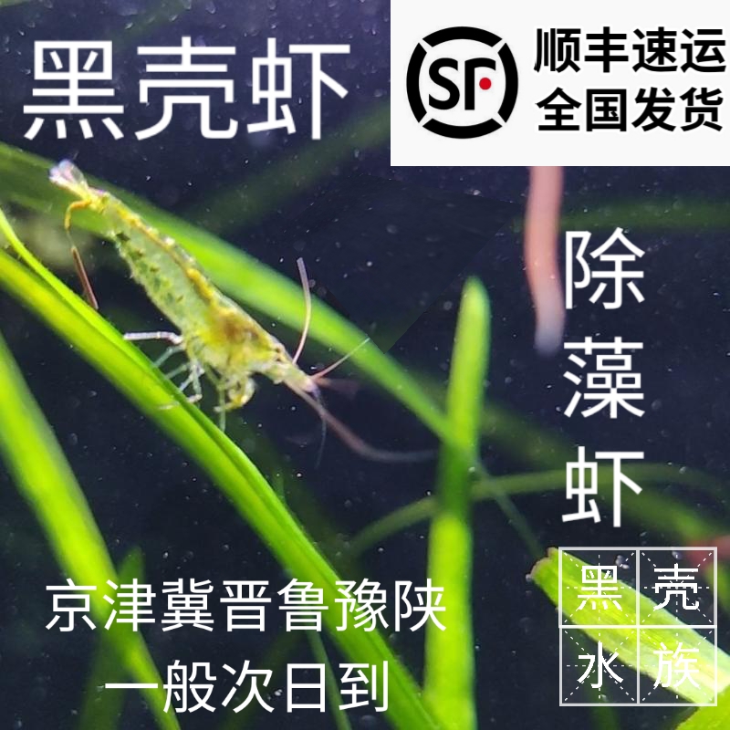 黑壳虾除藻大号观赏宠物活体龟粮食工具水族鱼缸水草顺丰包邮淡水
