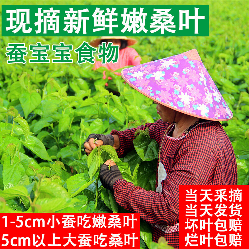 新鲜桑叶大小蚕宝宝食物养蚕天然口粮农家自种新鲜现摘现发无污染
