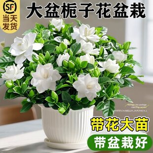栀子花绿植盆栽带花苞室内浓香花卉阳台桌面多季开花好养易活植物
