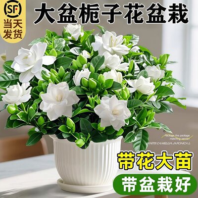 栀子花绿植盆栽带花苞室内浓香花卉阳台桌面多季开花好养易活植物