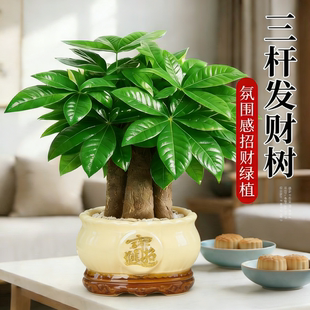 发财树盆栽招财旺宅桌面盆景办公室绿植室内客厅中式禅意四季植物