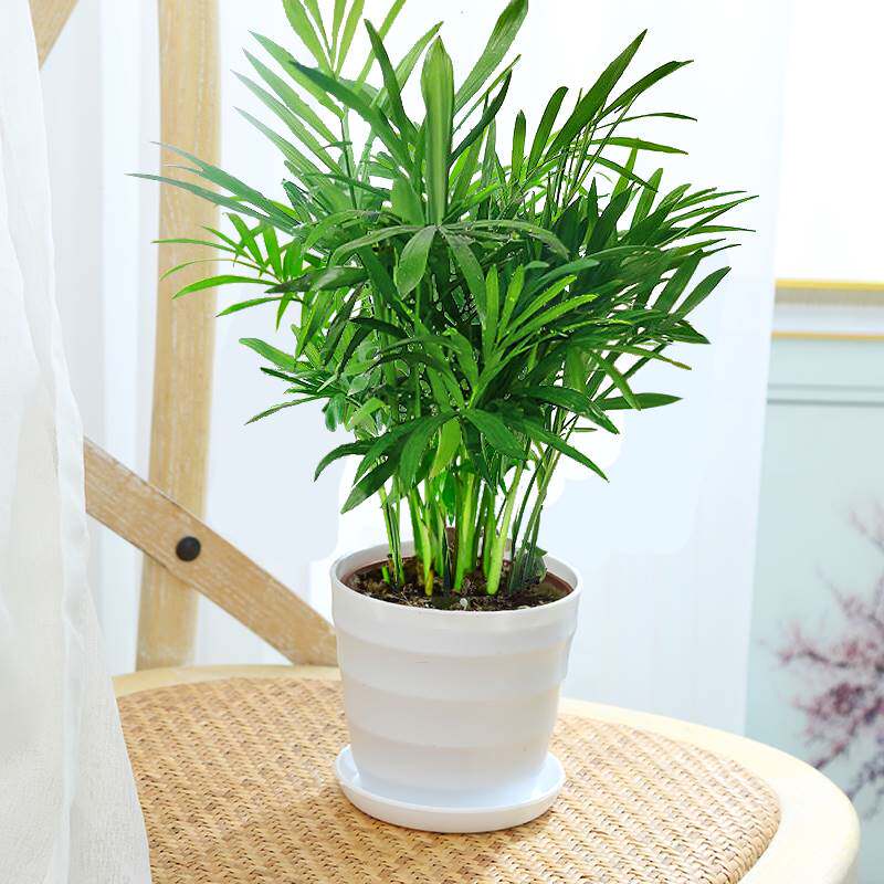 水培袖珍椰子桌面盆栽绿植物室内花卉办公室客厅吸甲醛富贵椰子