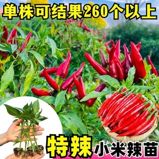 辣椒苗四季秧苗小米椒樟树港朝天椒盆栽树小米辣种子青椒菜苗大全