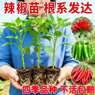辣椒苗四季秧苗小米椒樟树港朝天椒盆栽树小米辣种子青椒菜苗大全